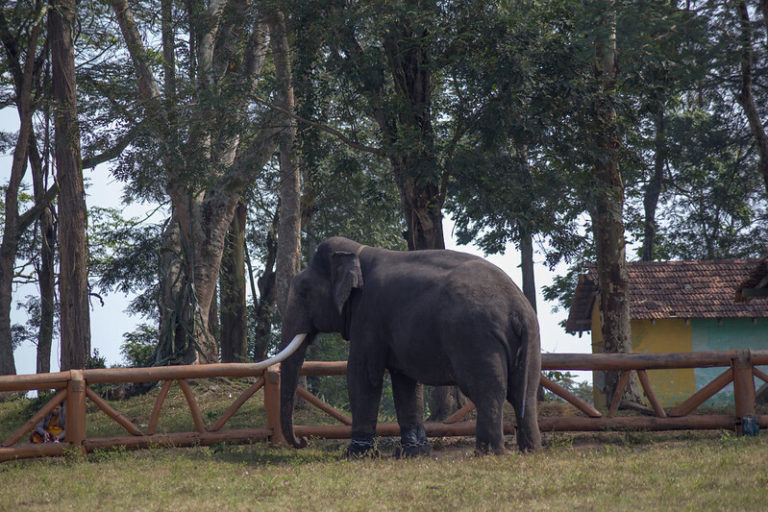 Dubare Elephant Camp